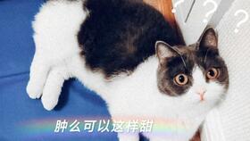 娱乐圈吃瓜嗑cp